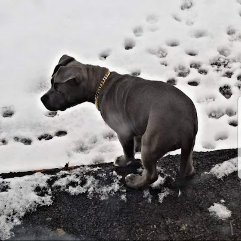 Meet your Posher, Dadude